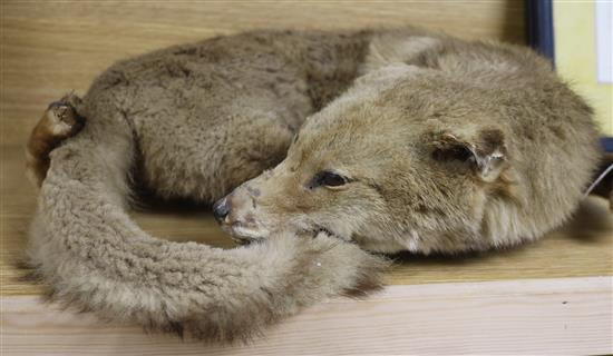 A taxidermic fox